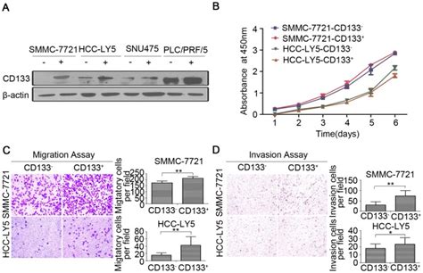 A Isolation Of Cd133 Hcc Cells Sorted By Macs And Detection Of Cd133