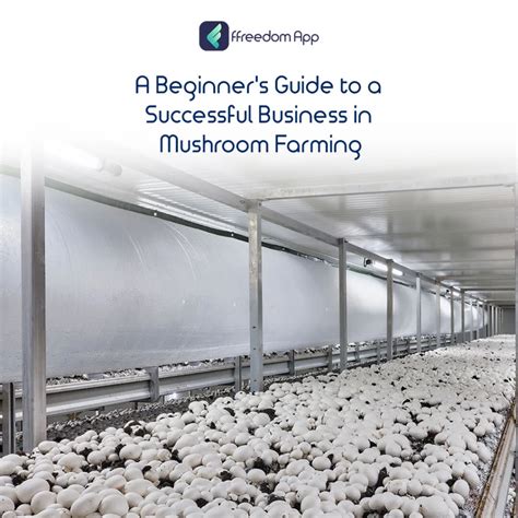 Steps involved in starting a profitable mushroom farm in India.