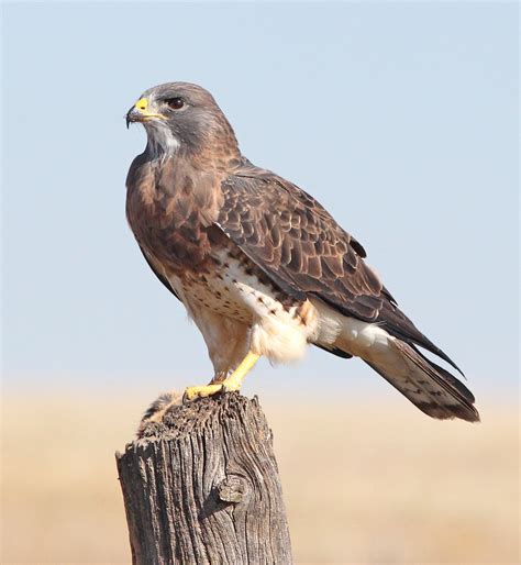 Images Gratuites : aile, faune, le bec, vol, aigle, prédateur, faucon
