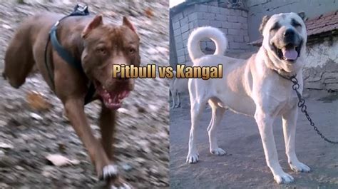 Kangal Vs Pitbull