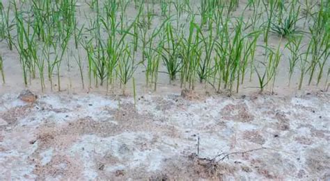 Soil Salinity Agriculture Dictionary