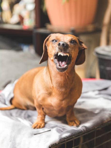 Snarling Dog Stock Photos Pictures And Royalty Free Images Istock