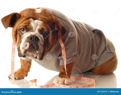 English Bulldog Workout Stock Image Image Of Champion 6143377