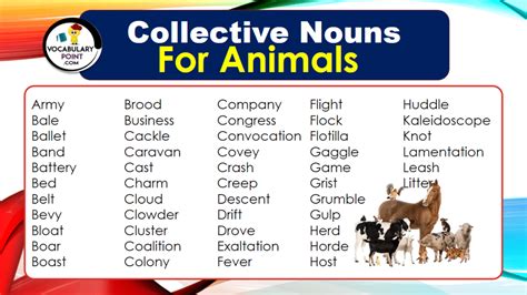 Collective Nouns For Animals (With Meaning and Examples) - Vocabulary Point