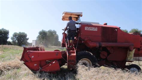 Mieti Trebbia Dell Antica Variet Di Grano Duro Saragolla Youtube