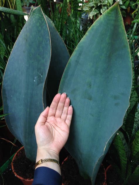 Sansevieria masoniana 'Victoria' • Strawberry Mu