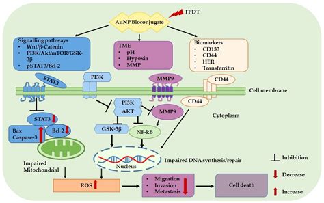 Cancers Free Full Text A Gold Nanoparticle Bioconjugate Delivery