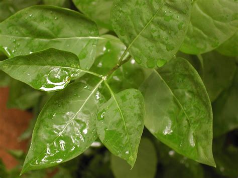 water droplets on leaves Free Photo Download | FreeImages