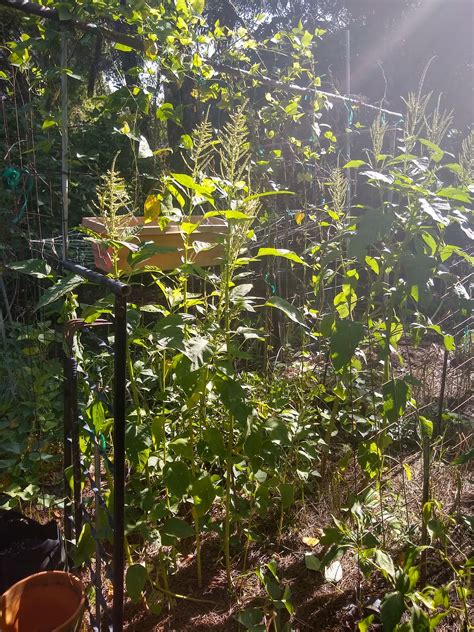 Gardening in Central Florida: Amaranth! Callaloo.... Greens in the