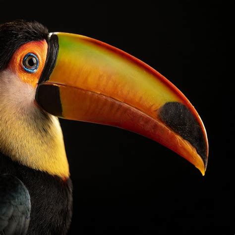 Close-up of Toco Toucan Beak · Free Stock Photo