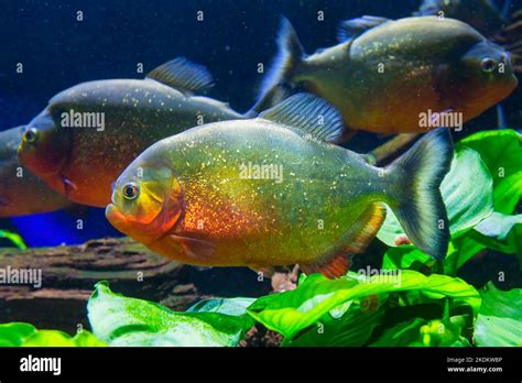 Red Bellied Piranha Or Red Piranha Pygocentrus Nattereri Amazon