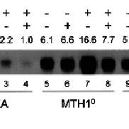 Effect of TSA treatment on expression from the MMTV LTR promoter. (A ... 