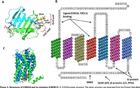 Figure 2 From Role Of The CXCL 8 CXCR 1 2 Axis In Cancer And