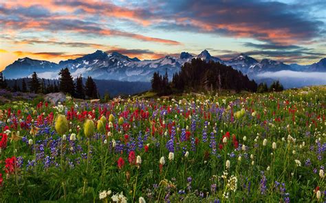 Montañas Flores árboles Nubes Puesta Del Sol Fondos De Pantalla