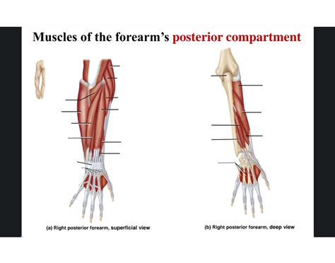 Muscles Of The Forearms Posterior Compartment Quiz