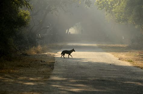 Habitat loss doesn't just affect species, it impacts networks of ...