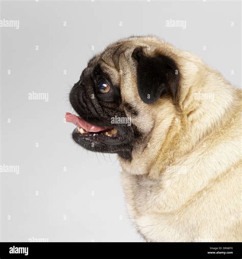 Pug With Tongue Sticking Out Hi Res Stock Photography And Images Alamy