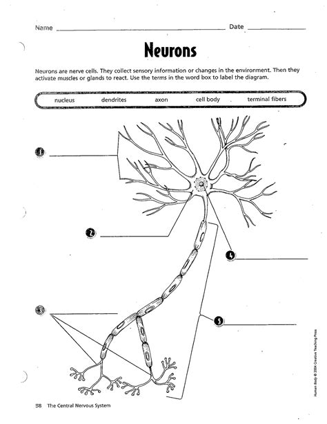 Neuron Labeling Worksheet - Nervous System Label The Neuron - | Gallery Mccaffrey