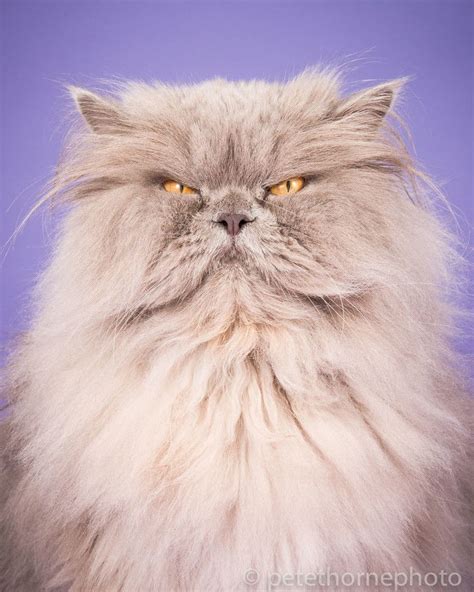 Doll Face Persian Cat Price In Bangalore - Dogs And Cats Wallpaper