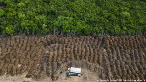 Over World Leaders Pledge To End Deforestation By At Cop