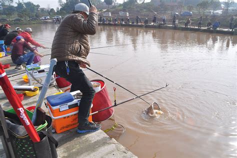 冬季钓鱼用什么打窝效果好？冬季钓鲤鱼、鲫鱼和青鱼的打窝技巧气味