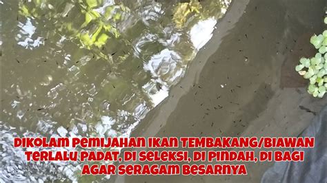 Dari Larva Umur Hari Jadi Bibit Tembakang Biawan Di Seleksi Di