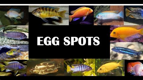 EGG LOOKING SPOTS ON MY CICHLID FISH YouTube