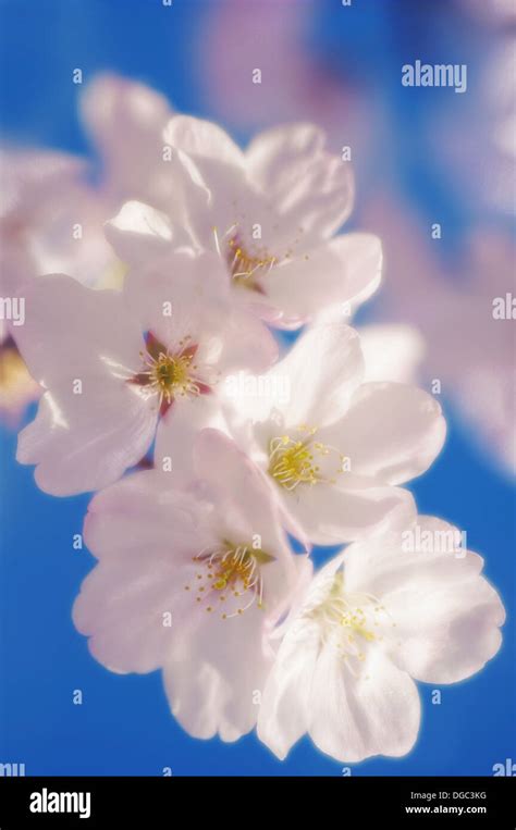 Cherry Blossom Yoshino Cherry Prunus X Yedoensis April 2006 Stock