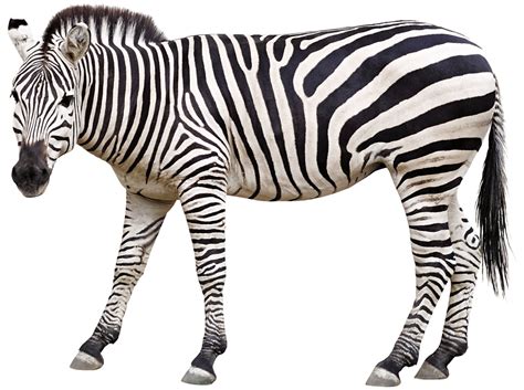 Zebra Blank Template Imgflip