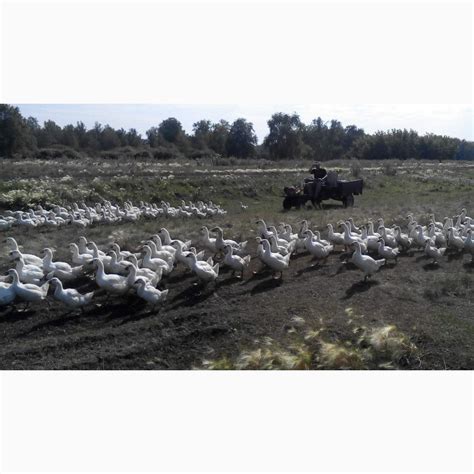 Продам мясо гуся 1300 тг за кг — Agro-Kazakhstan