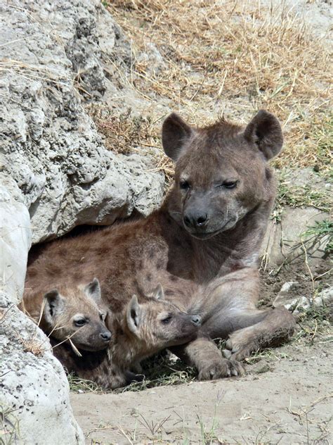 File:Spotted Hyena and young in Ngorogoro crater.jpg - Wikipedia