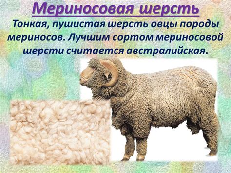 Мериносовая шерсть: что такое, характеристики, какая бывает
