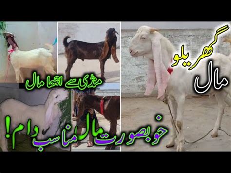 Home Goats For Sale In Karachi WhatsApp Bakra Mandi Update No 320