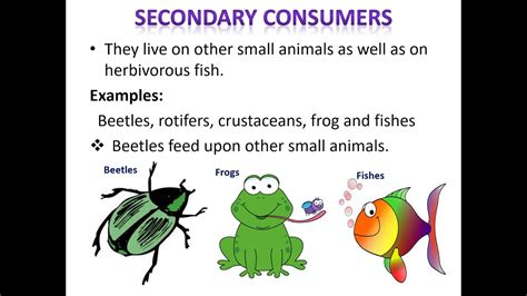 Pond Ecosystem Food Web Diagram