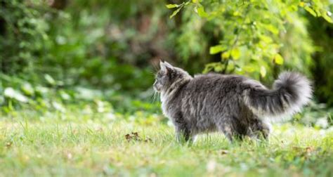 Conseil Vétérinaire Blog L alopécie chez le chat perte de poils