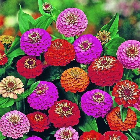 Jual Victory Seed Bibit Benih Bunga Zinnia Zinia Mix Isi Biji