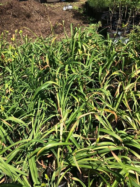 Potted Daylily Leaves Turning Yellow In The Daylilies Forum