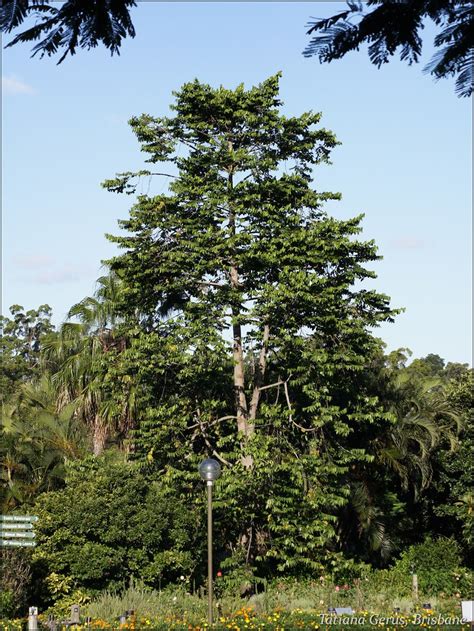 Cananga Odorata Ylang Ylang Tree Mt Coot Tha Botanic Ga Flickr