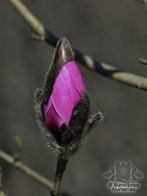 Magnolia From Burncoose Nurseries Page 5