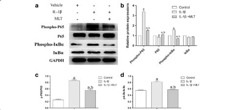 MLT downregulated IL 1β enhanced phosphorylation of P65 and IκBα in