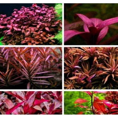 Jual Paket 100 Batang Tanaman Aquascape Dutch Style Paket Stemplant