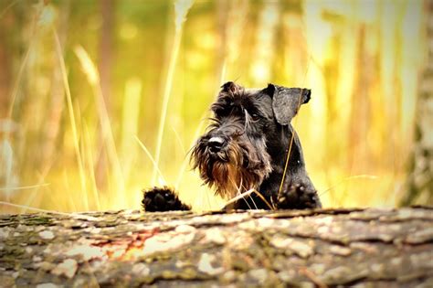 10 Insanely Loud Barking Dogs Barkblaster