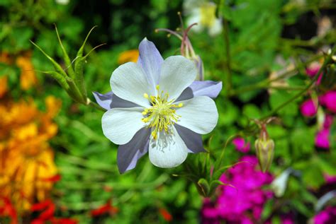 Blue Columbine In Winter Park Photograph By Robert Meyers Lussier