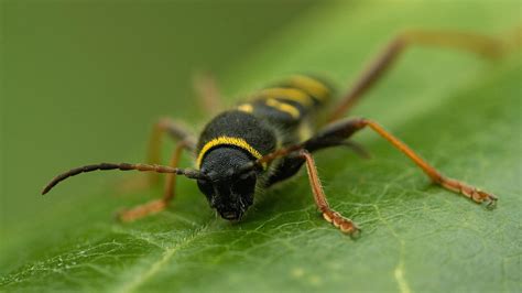 Wasp Beetle Clytus Arietis British Beetles Woodland Trust