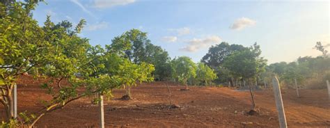 Agricultural Land Sq Ft For Sale In Mangaon Raigad Rei