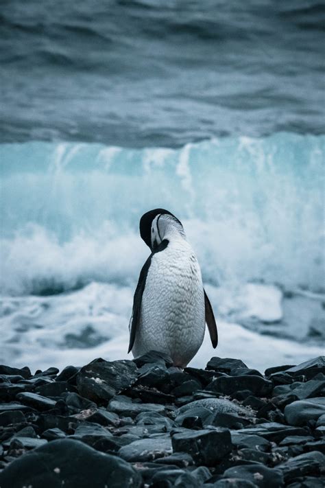 Wildlife - Antarctica