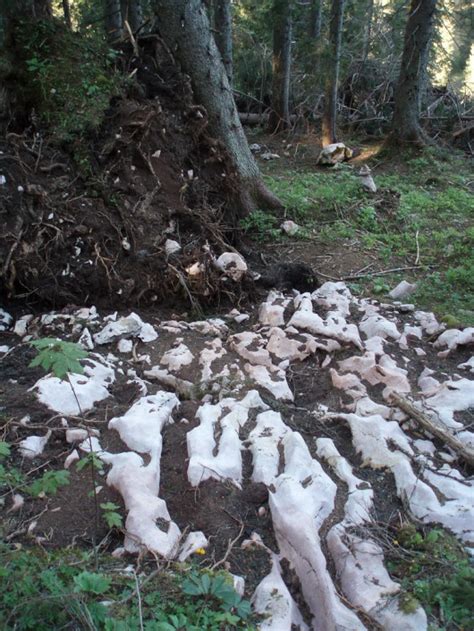 Sandling (1.717m) mit Berni und Reini - [20. Mai 07] - Alpine Geckos