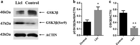 Phosphorylation Of Gsk3β Ser9 And Total Protein Level Of Gsk3β Was