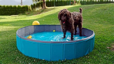 The 10 Best Dog Pools to Keep Your Dog Cool in 2024 - PetMag