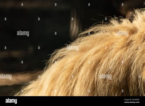 Lion Sunny Fluffy Mane Fur Coat Close Up With Dark Blurred Background